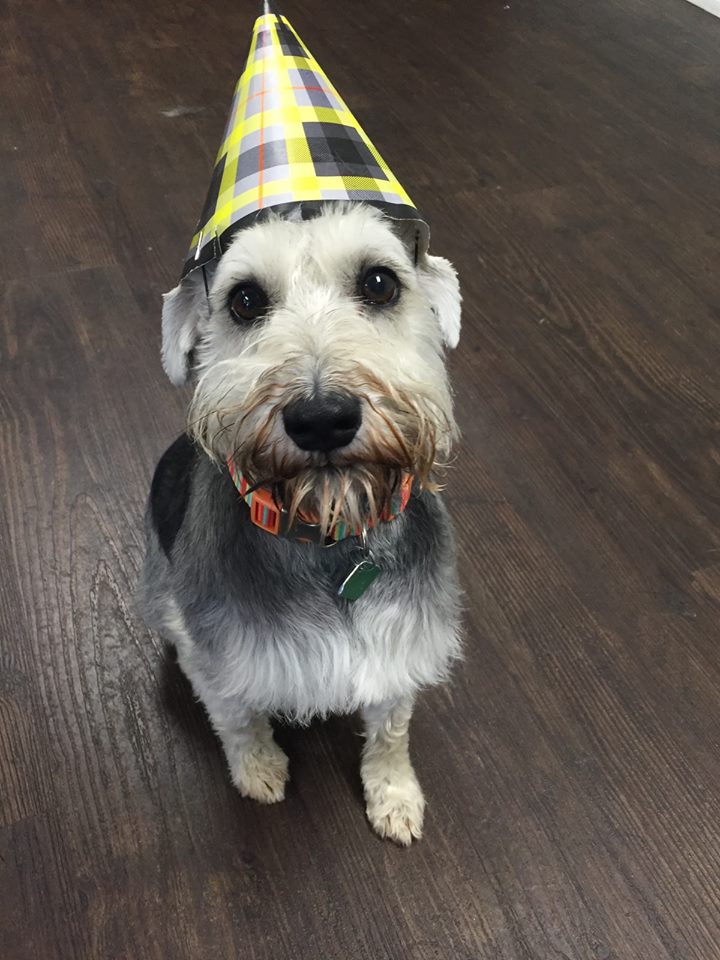 Dog In Party Hat