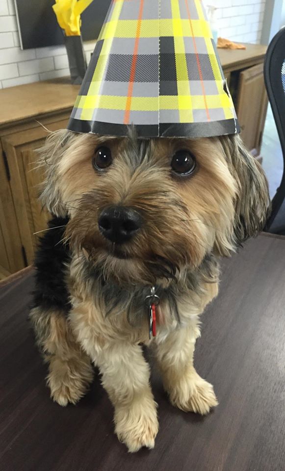 Dog In Party Hat