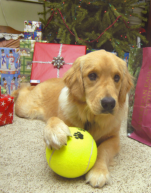 dog with presents