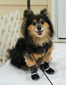 dog wearing boots in snow
