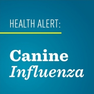 canine influenza virus
