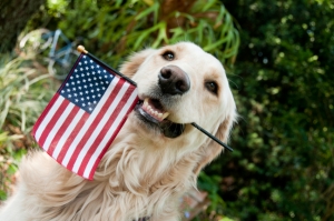 patriotic dog wagging tails pet resort
