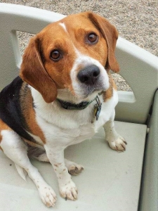 Beauregard, Wagging Tails Pet Resort's  the July Tail Wagger of the Month