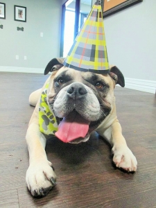 Charlie in a birthday hat at Wagging Tails Pet Resort