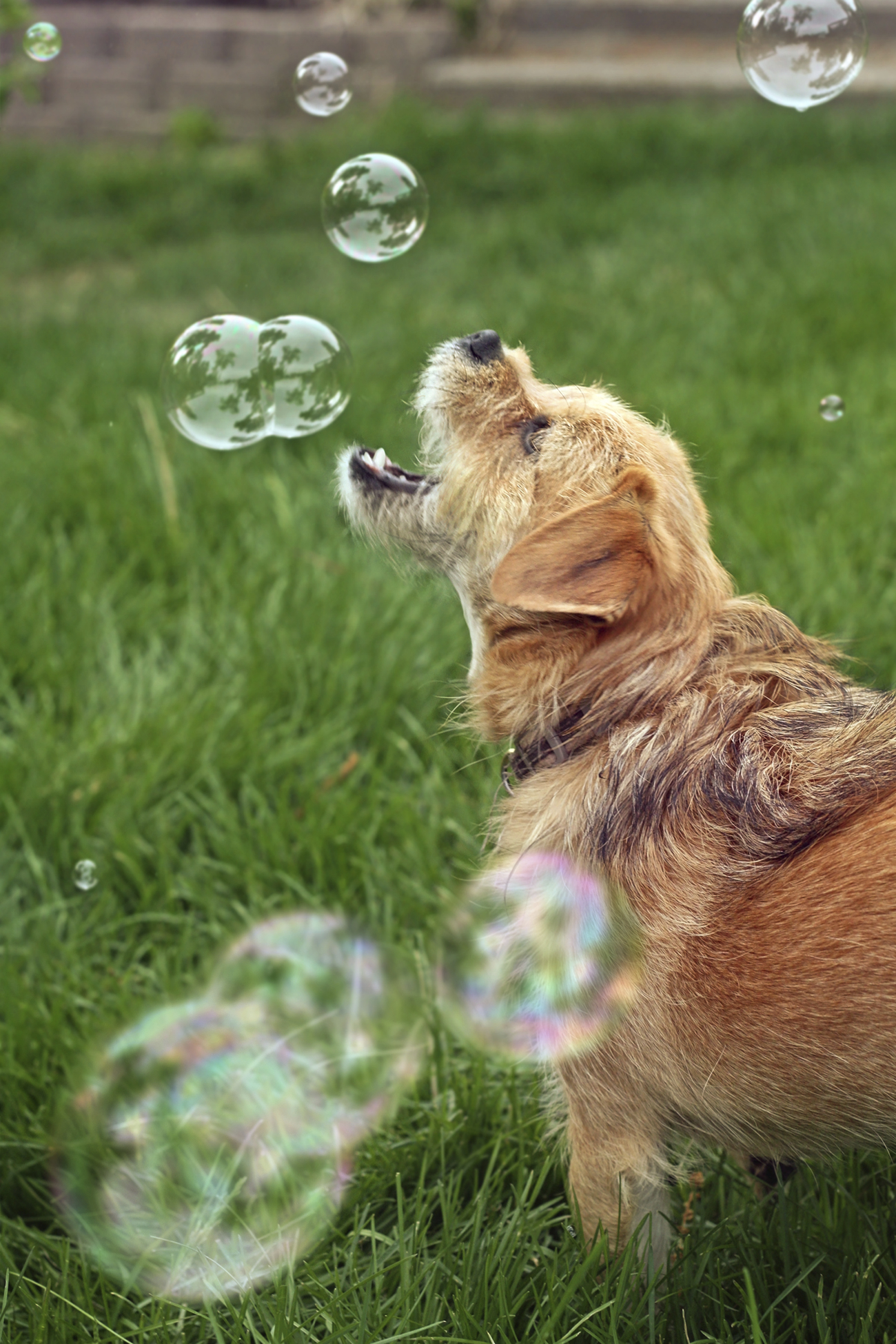 Summer Fun for Dogs! - Wagging Tails Pet Resort