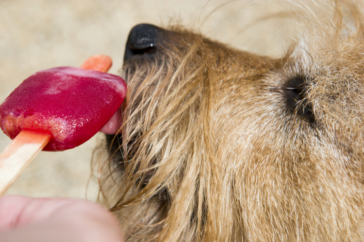 dog eating a popsicle