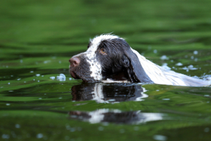 Wagging Tails dog swimming in lake