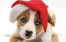the dogs of christmas book cover cropped