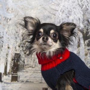 Close-up of a dressed-up Chihuahua in a winter scenery