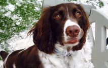max tail wagger of the month thumbnail