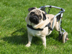 Handicapped pug dog with wheels