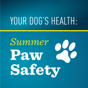Your Dog's Health: Summer Paw Safety