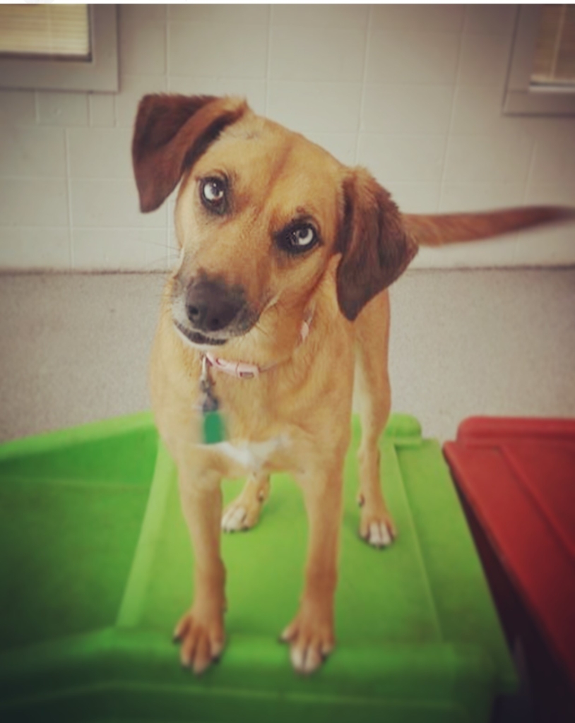 Tail Waggers of the Month Wagging Tails Pet Resort