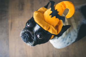 Portrait of French bulldog with hat halloween