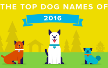 Rover.com Top Dog Names Image