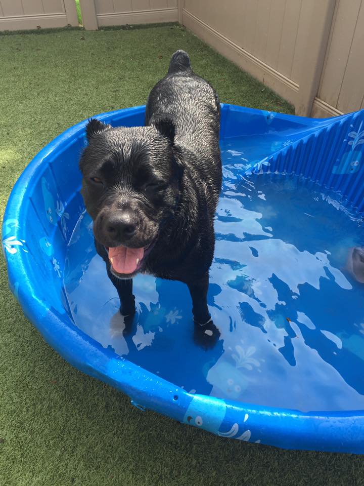 Dog In Kiddie Pool