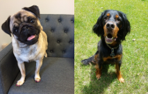 Bella and Leo Tail Wagger thumbnail