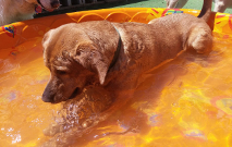 dog in pool thumbnail
