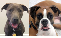 Mackenzie and Lily September Tail Waggers 2017