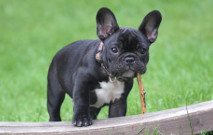 dog with stick thumbnail