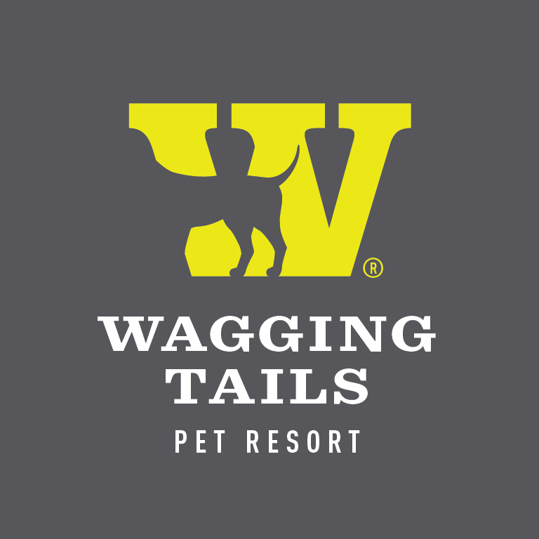 Summer Fun for Dogs! - Wagging Tails Pet Resort