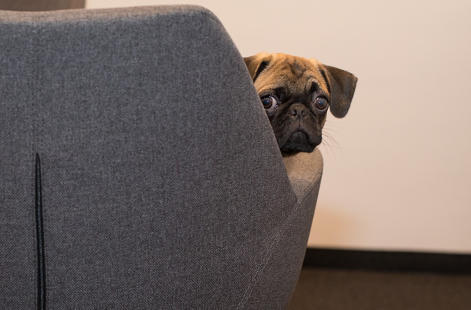 Pug peeking out from behind a chair
