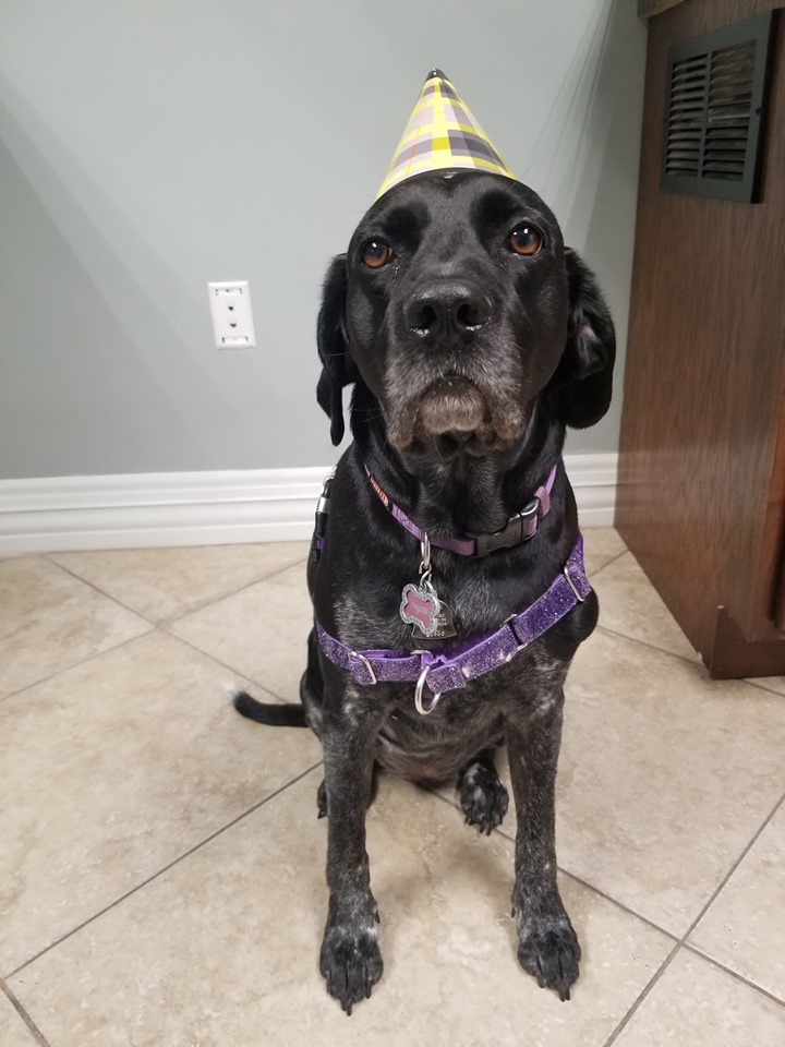 dog wearing birthday hat