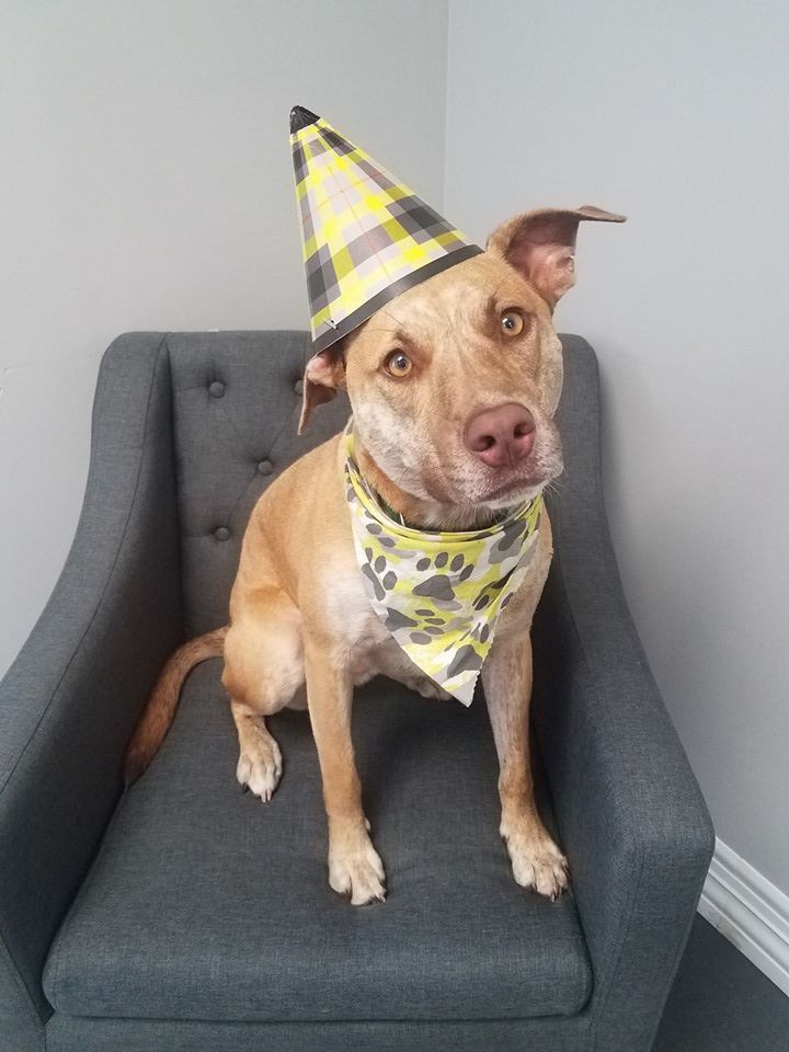 dog wearing birthday hat