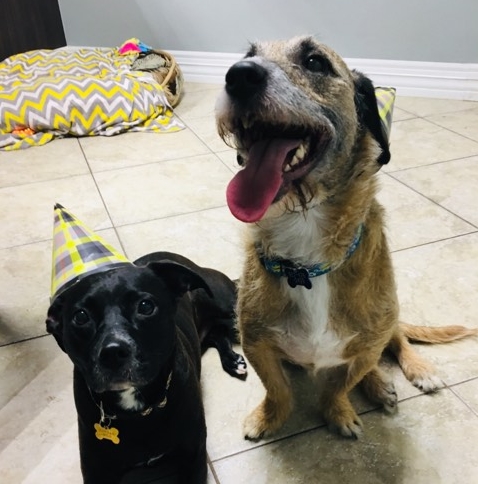 dogs wearing birthday hats