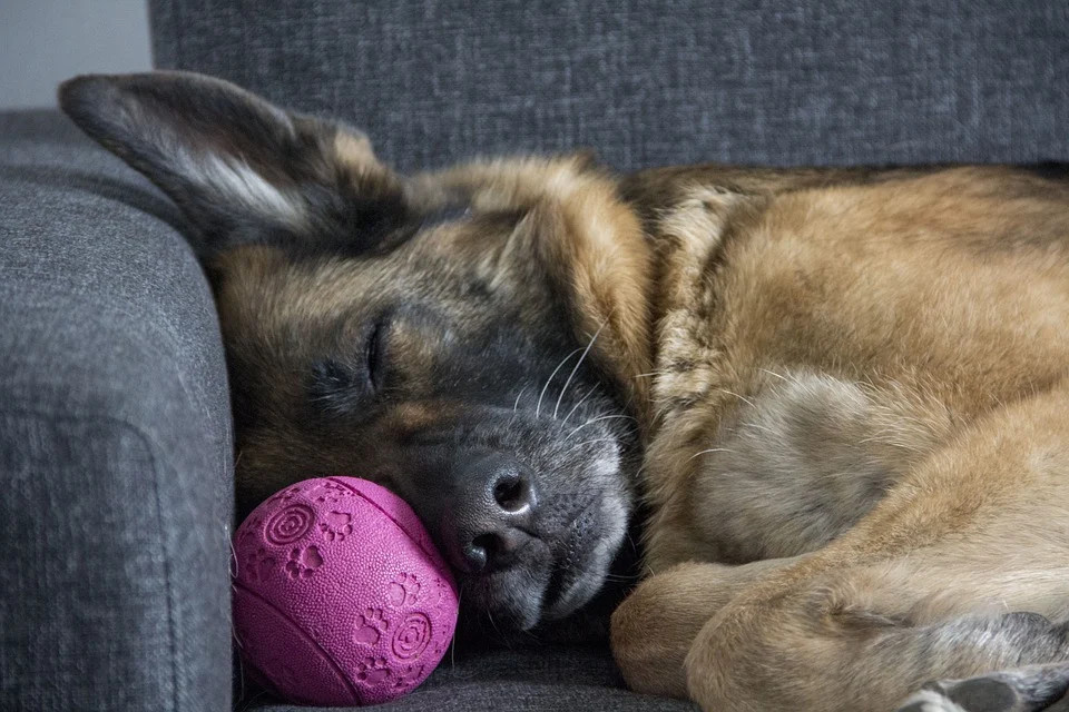 dog breeds that sleep the most