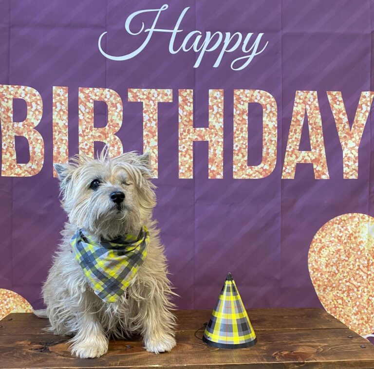 Blog Wagging Tails Pet Resort