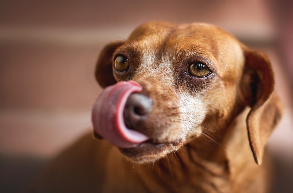 Dog Bone Enrichment Lick Mat  Dog enrichment, Healthy teeth