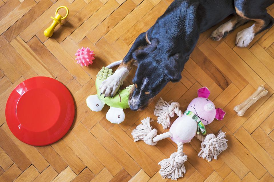 Your Dog Doesn't Like Toys? - Wagging Tails Pet Resort