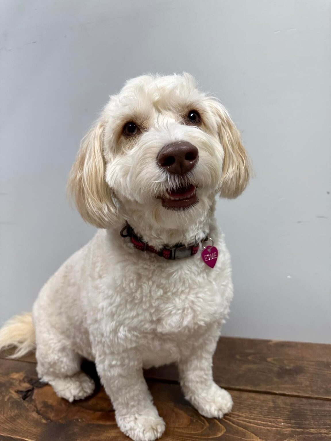 Tail Wagger of the Month Wagging Tails Pet Resort