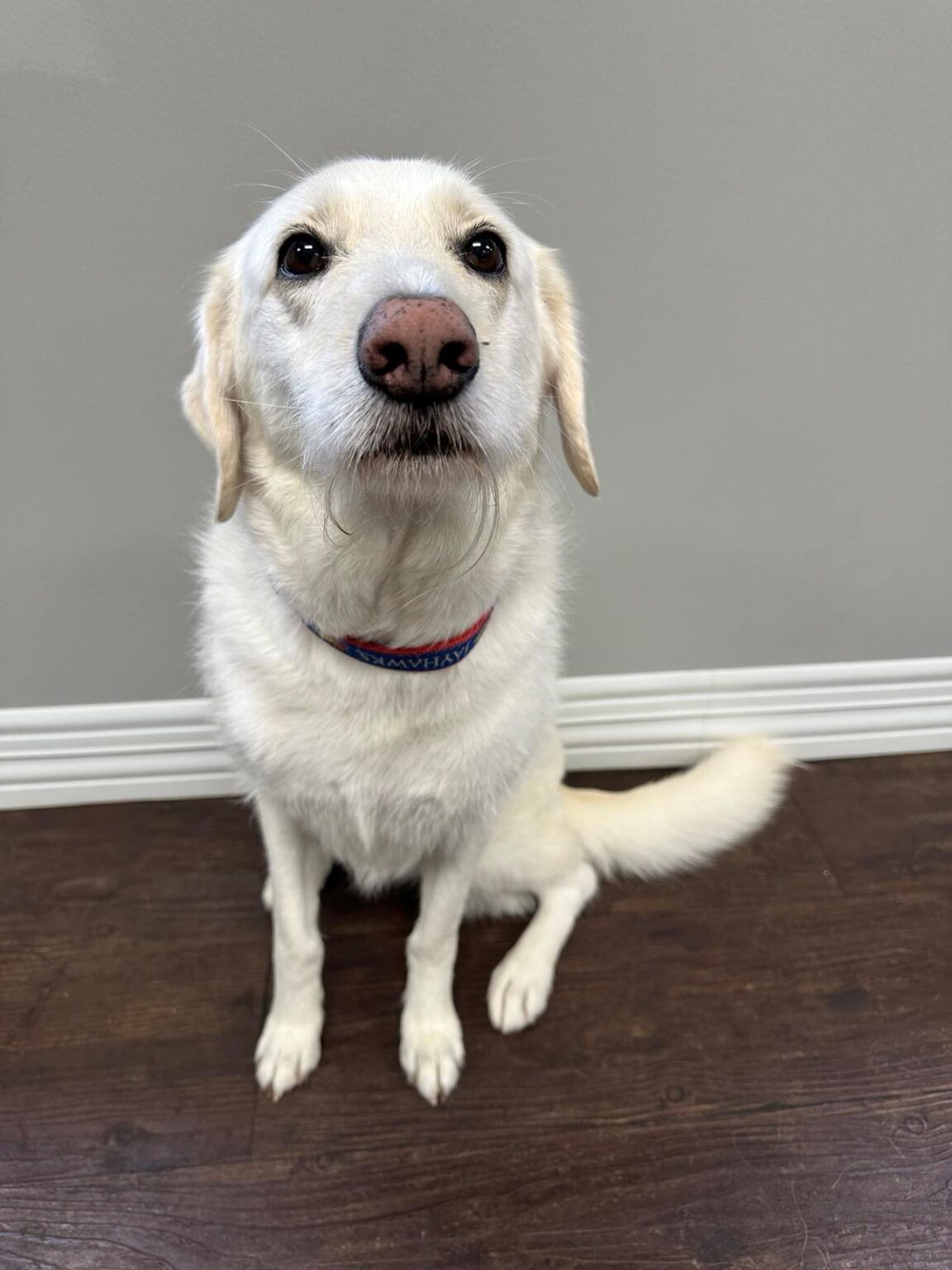 Tail Wagger of the Month Wagging Tails Pet Resort