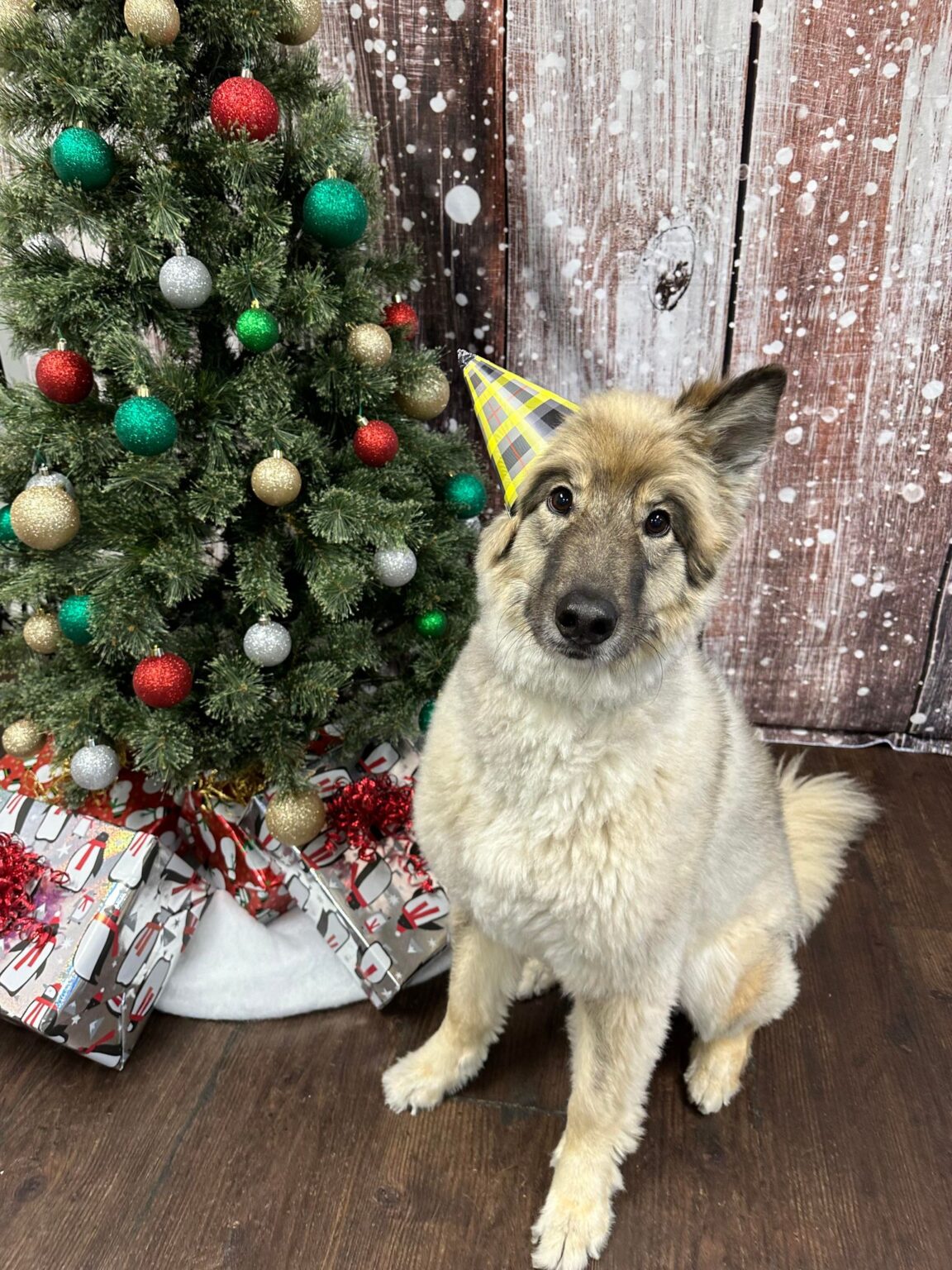 It's Your Party! Wagging Tails Pet Resort